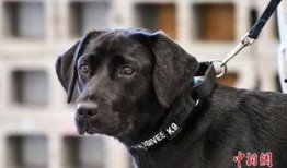 中央情报局爆料信息最新,揭秘国际风云变幻背后的神秘力量！”